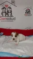 Jack Russell Terrier Cachorro 5