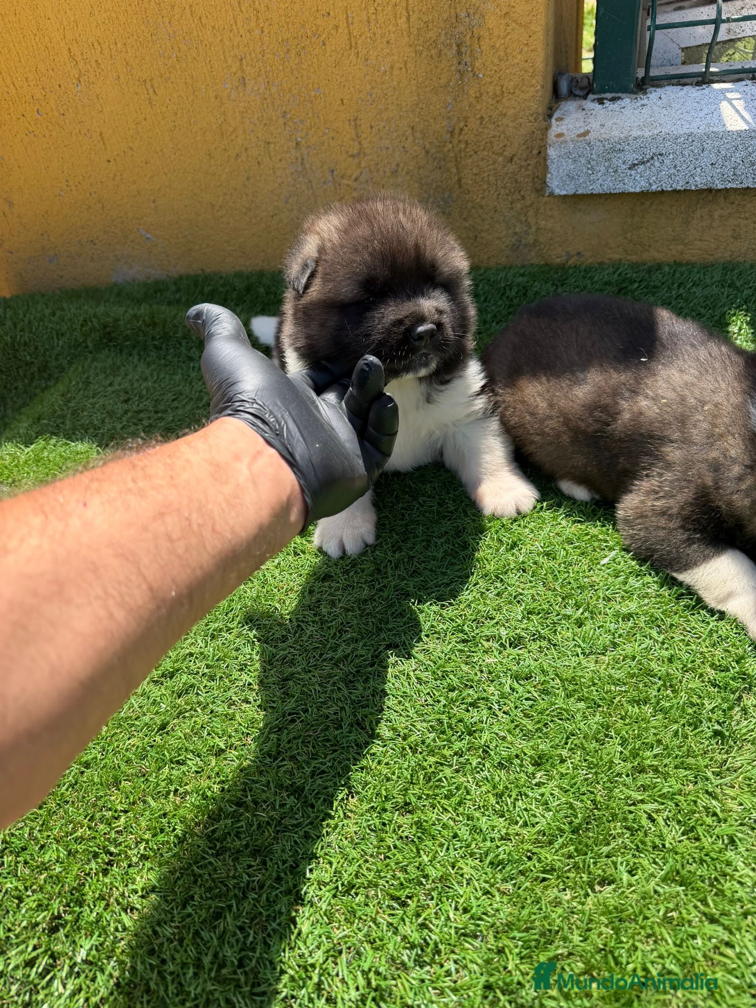 Akita Americano perros CACHORROS DE AKITA AMERICANO - Anuncio 1