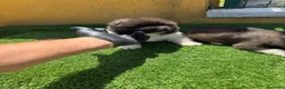 Akita Americano perros en venta: CACHORROS DE AKITA AMERICANO - Anuncio 1