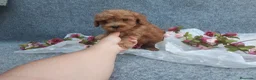 Caniche Toy perros en venta: PRECIOSOS CANICHE  ROJO LINEA TOY  - Anuncio 1