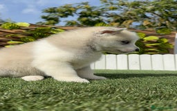 Husky Siberiano perros en venta: HUSKY SIBERIANO - Anuncio 17