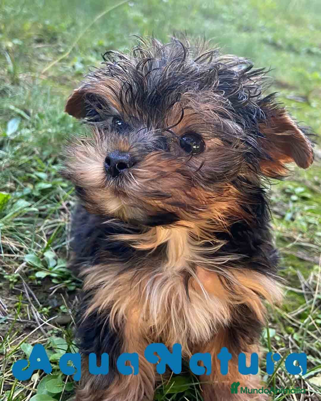Yorkshire Terrier perros Yorkshire Macho 7519 - AQUANATURA en Barcelona - Anuncio 3