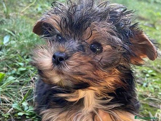 Yorkshire Terrier perros en Barcelona - Anuncio 1