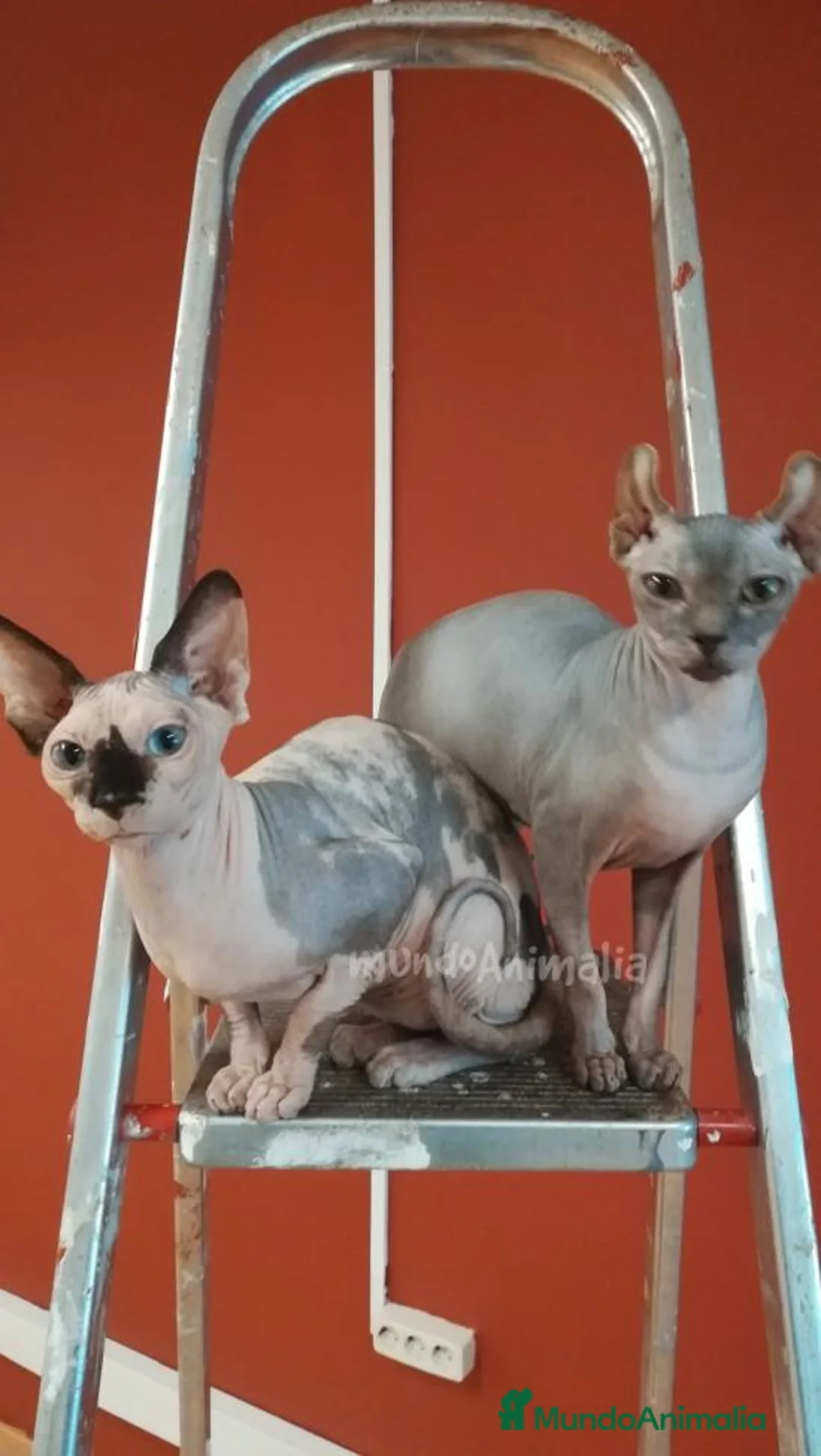 Imagen de galería {{count}}