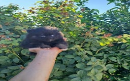 Pomerania perros en venta: Lulú de pomerania toy  - Imagen 3