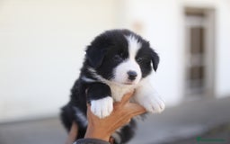 Border Collie perros en venta: Cachorros Border Collie  - Imagen 4