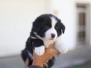 Border Collie perros - Anuncio 14