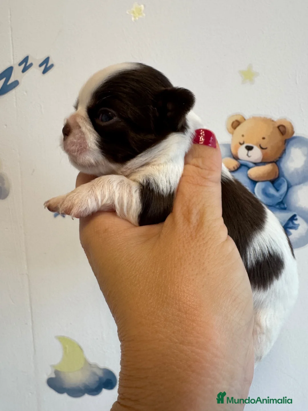 Chihuahua perros en venta: Chihuahuas línea rusa - Anuncio 2
