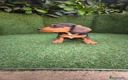Teckel Miniatura perros en venta: teckel miniatura  - Imagen 14