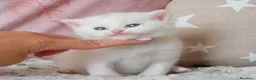 Británico de Pelo Corto gatos en venta: Camada espectacular British Shorthair Pedigree WCF - Anuncio 19