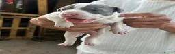 American Pit Bull Terrier perros en venta: American pitbull terrier  - Anuncio 4