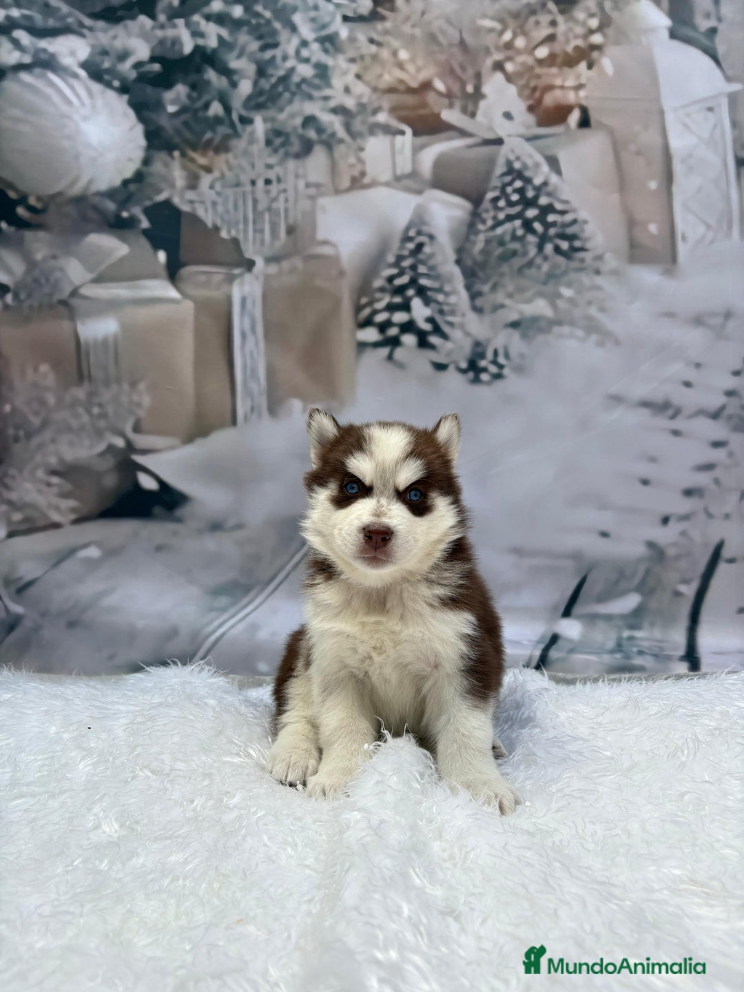 Husky Siberiano perros en venta: Cachorros husky siberianos  - Anuncio 9