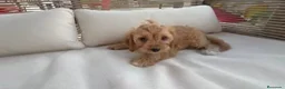 Cavapoo perros en venta: Cavapoo  - Anuncio 3