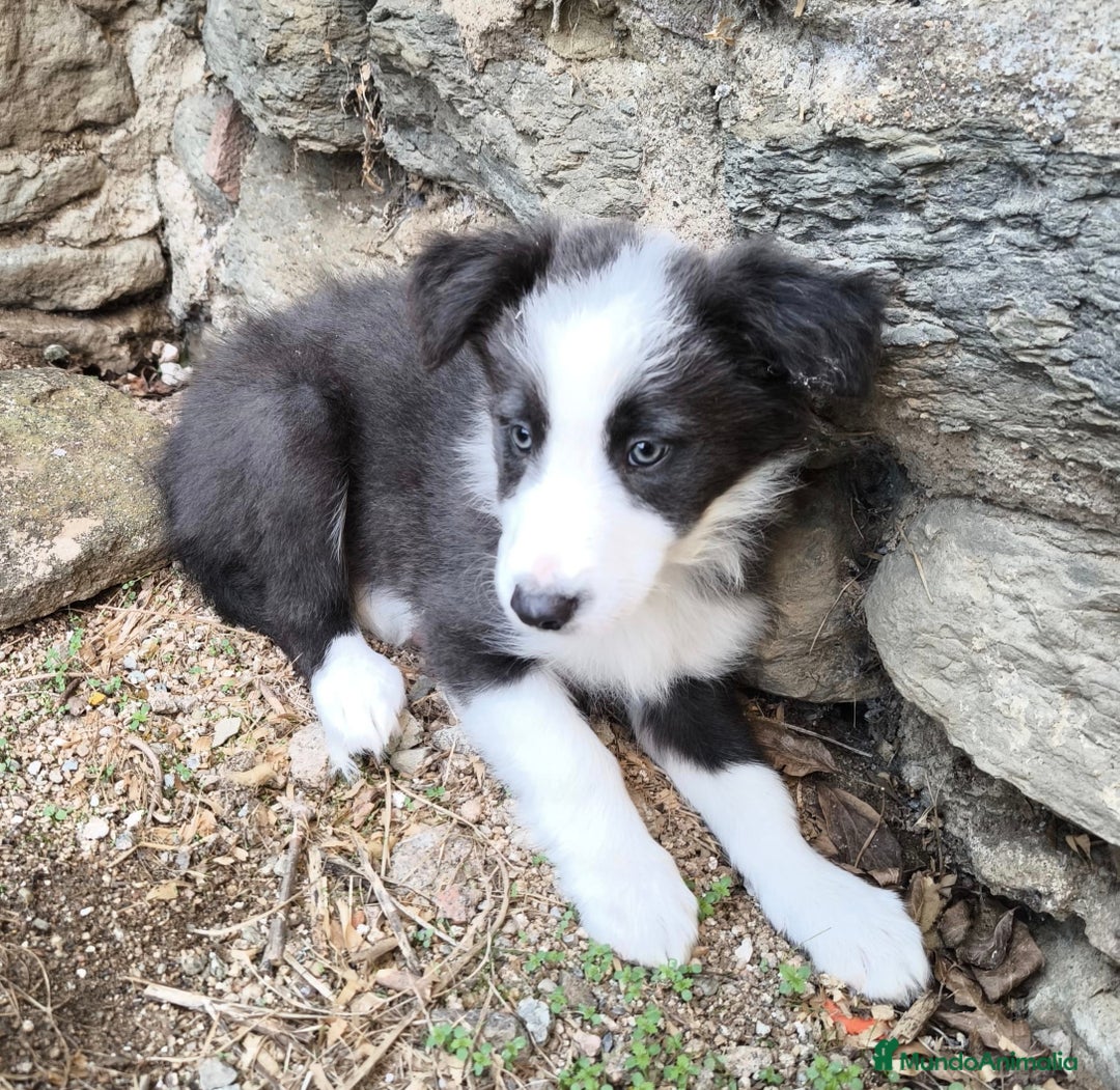 Border Collie perros en venta: Cachorros border collie! Ojos azules! - Imagen 7