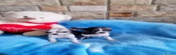 Chihuahua perros en venta: CACHORROS CHIHUAHUA - Anuncio 4