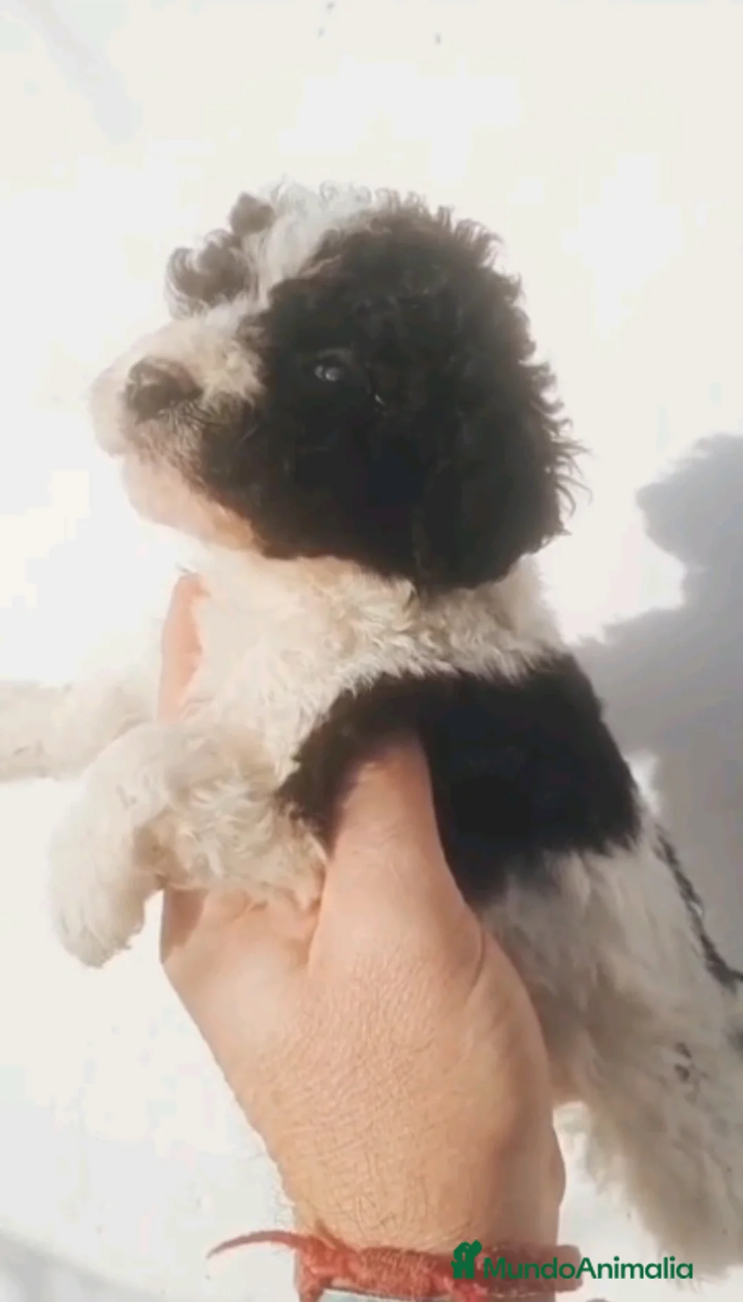 Perro de Agua Español perros en venta: Perro de agua  - Anuncio 3