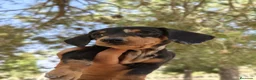 Teckel perros en venta: Teckels exclusivos - Anuncio 11