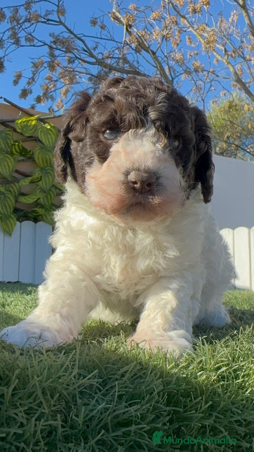 Perro de Agua Español perros en venta: PERRO ESPAÑOL AGUA ESPAÑOL - Anuncio 1