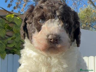 Perro de Agua Español perros PERRO ESPAÑOL AGUA ESPAÑOL - Anuncio 1