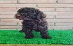 Caniche Enano perros en venta: Caniche - Imagen 17