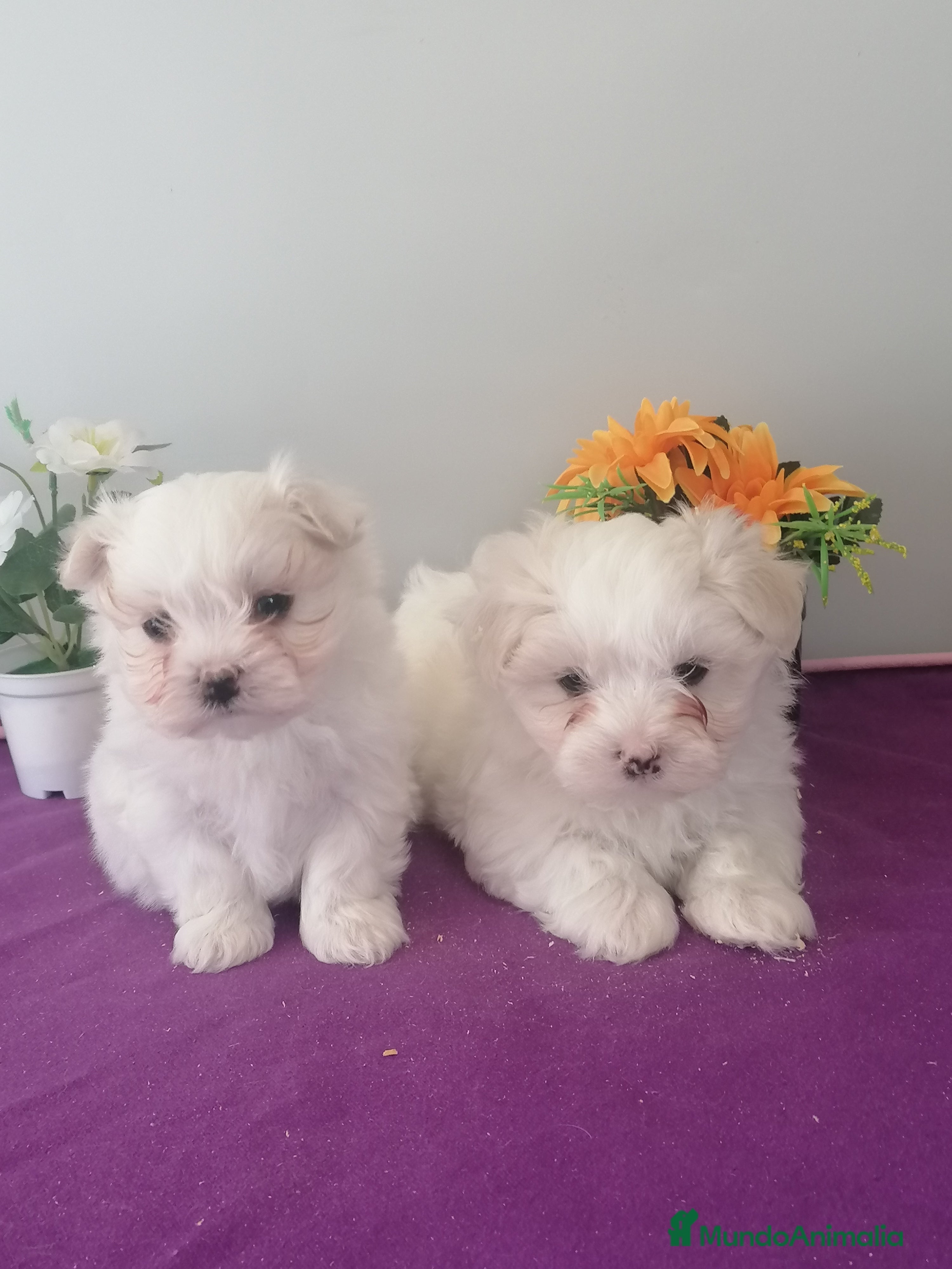 Bichón Maltés perros Preciosa camada de bichon maltés muy bonitos  - Anuncio 1