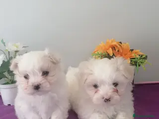 Bichón Maltés perros Preciosa camada de bichon maltés muy bonitos - Anuncio 1