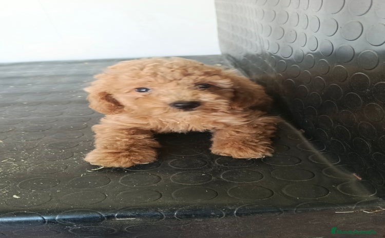 Maltipoo perros - Propaganda 1