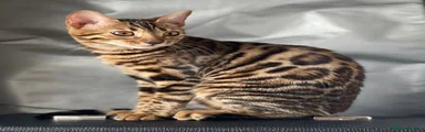 Gatita Bengalí