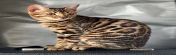 Bengalí gatos en venta: Gatita Bengalí - Anuncio 9