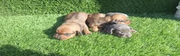 Teckel Miniatura perros en venta: Machos de teckel kanichen color oja seca  - Anuncio 1