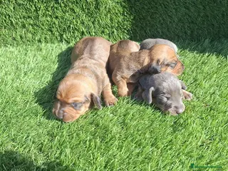 Teckel Miniatura perros Machos de teckel kanichen color oja seca - Anuncio 1