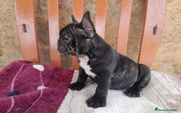 Bulldog Francés perros en venta: BULLDOG FRANCÉS /// CALIDAD PREMIUM  - Anuncio 1