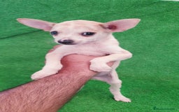 Raza Mixta perros en venta: Tamaño pequeño  - Imagen 2
