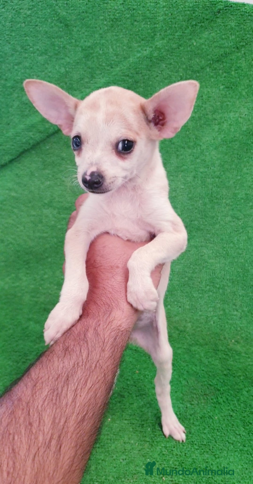 Raza Mixta perros en venta: Tamaño pequeño  - Imagen 2