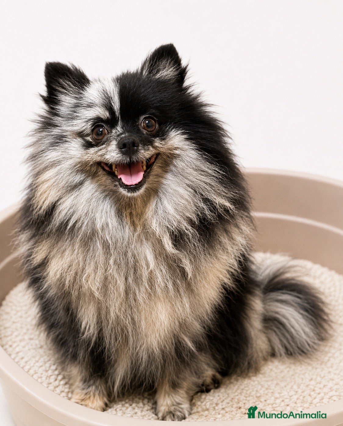 Pomerania perros POMERANIA MACHOS DISPONIBLES ENTREGA INMEDIATA - Anuncio 1