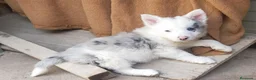 Border Collie perros en venta: Camada boder 8 - Anuncio 6