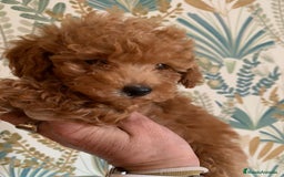 Caniche Toy perros en venta: Disponible machito rojo ❤️ - Imagen 1