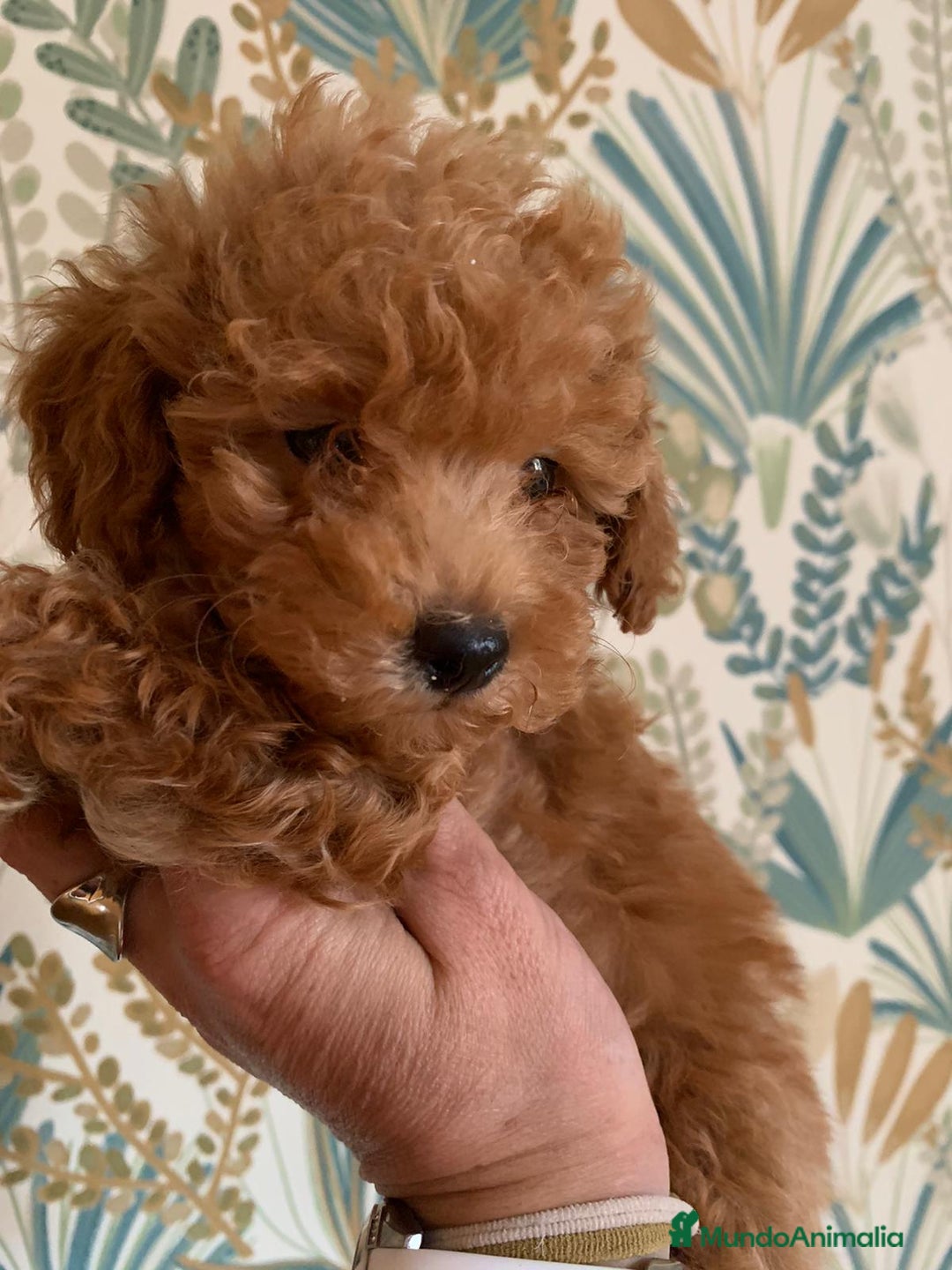 Caniche Toy perros en venta: Disponible machito rojo ❤️ - Imagen 1