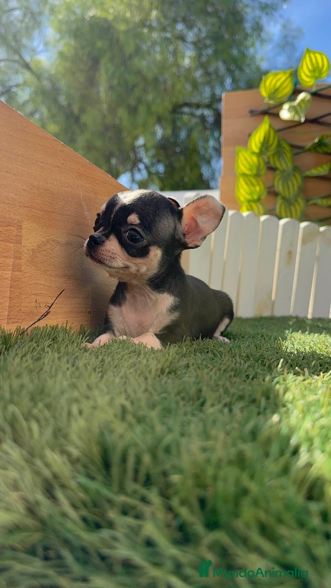 Chihuahua perros en venta: CHIHUAHUA HEMBRA - Imagen 6