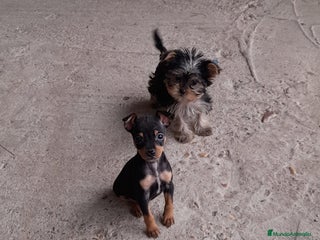 Pinscher Miniatura perros Pincher miniatura en Badajoz - Anuncio 3