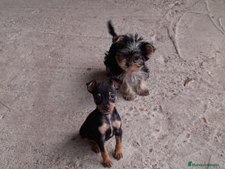 Pinscher Miniatura perros Pincher miniatura en Badajoz - Anuncio 31