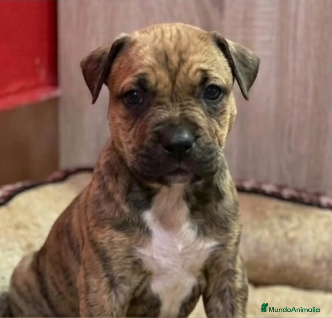American Staffordshire-Terrier perros en venta: American stanford - Anuncio 1