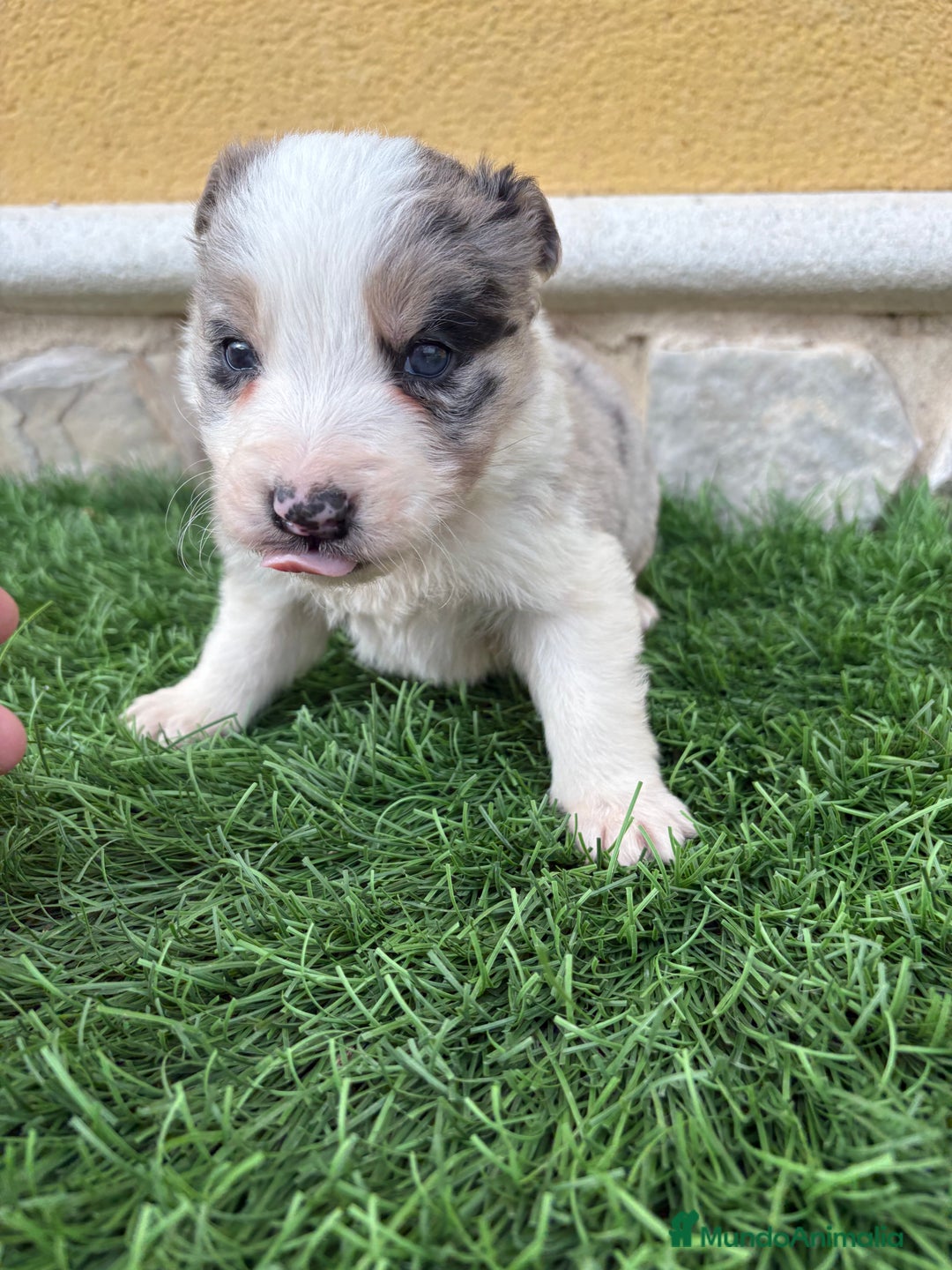 Border Collie perros en venta: Border Collie macho Merle precioso - Anuncio 10