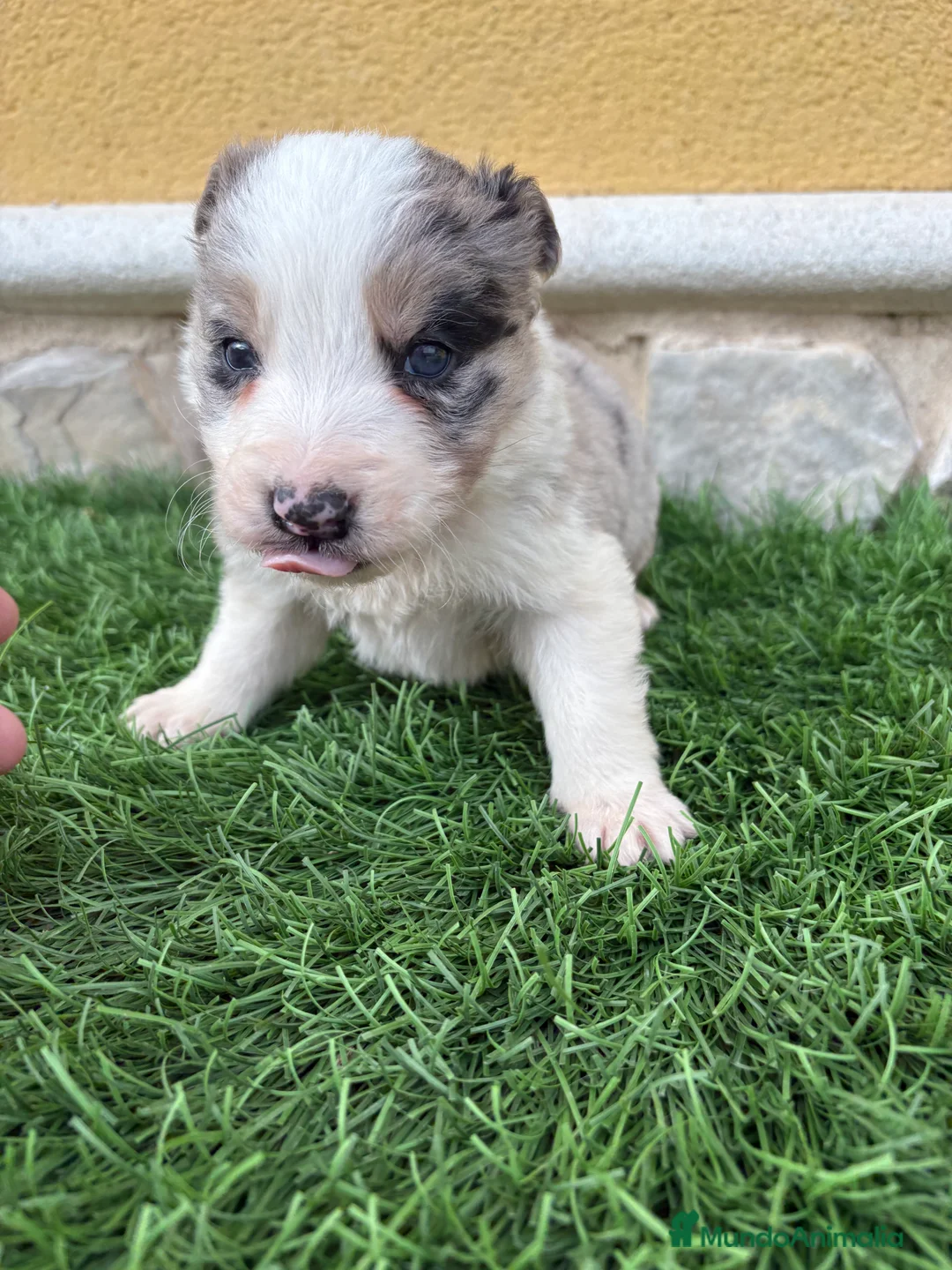 Border Collie perros en venta: Border Collie macho Merle precioso - Anuncio 10