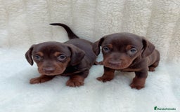 Teckel Miniatura perros en venta: Teckel miniatura - Imagen 2