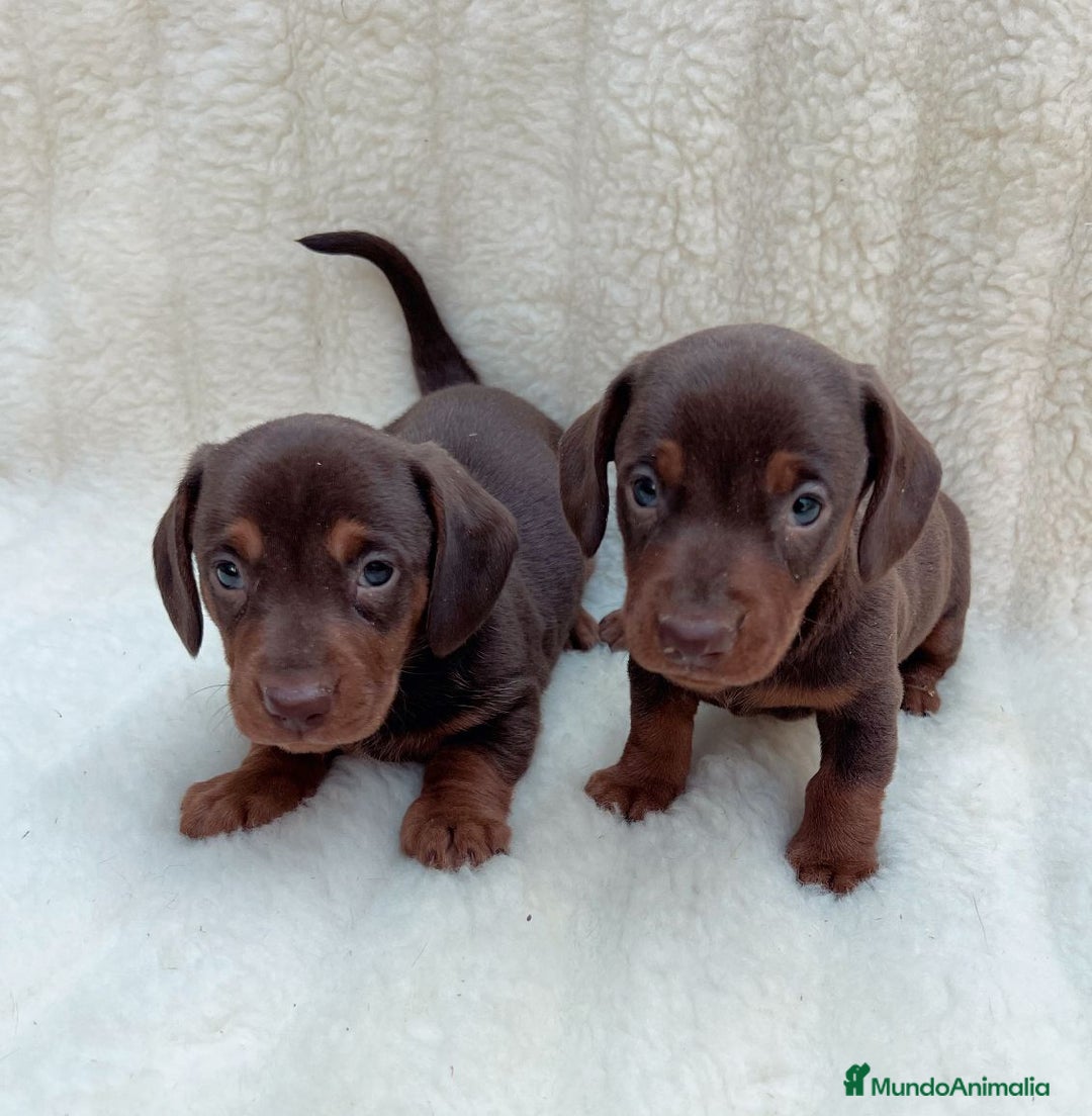 Teckel Miniatura perros en venta: Teckel miniatura - Imagen 2