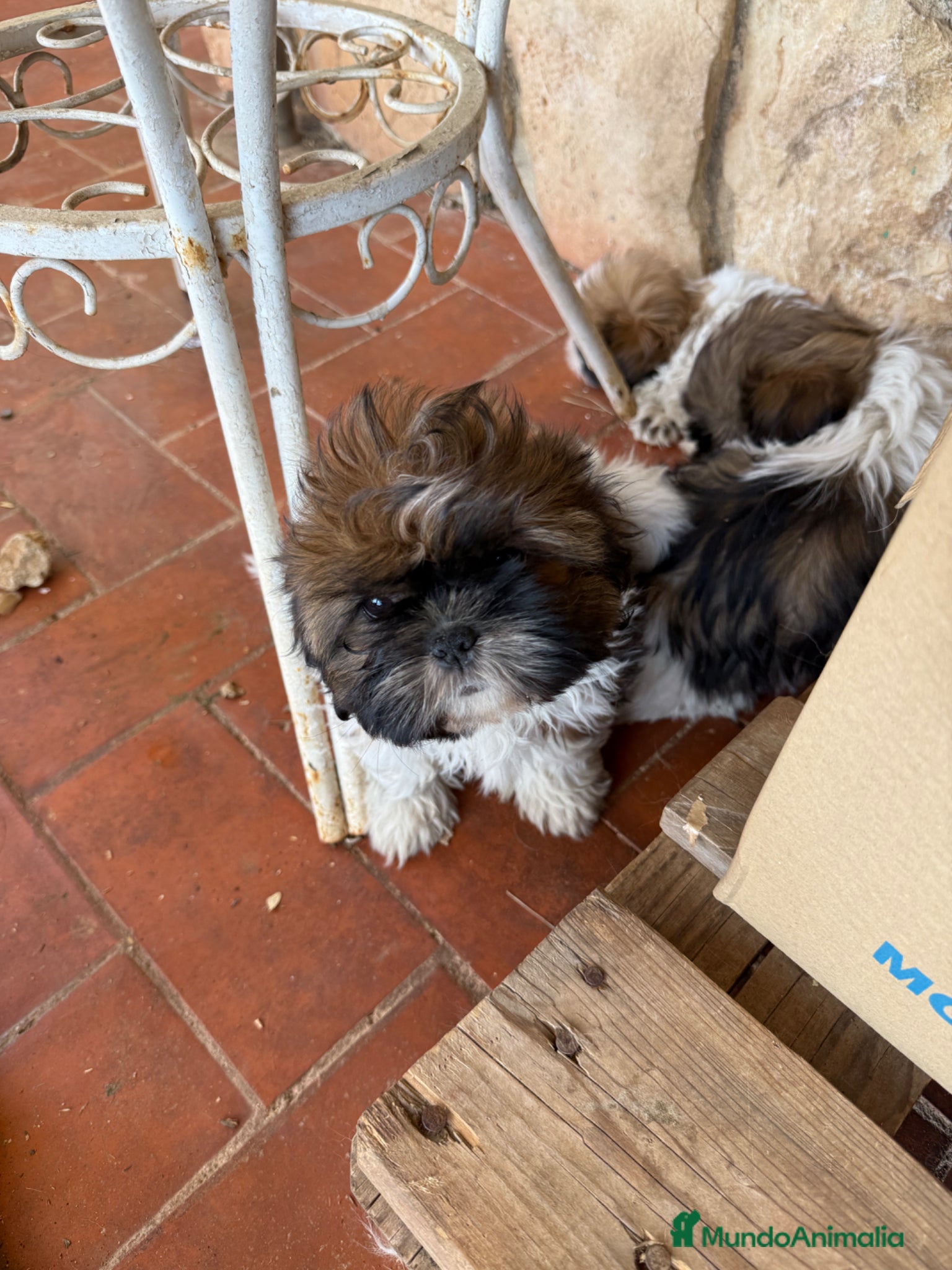Shih Tzu perros en venta: Shihtzu tricolor - Anuncio 3
