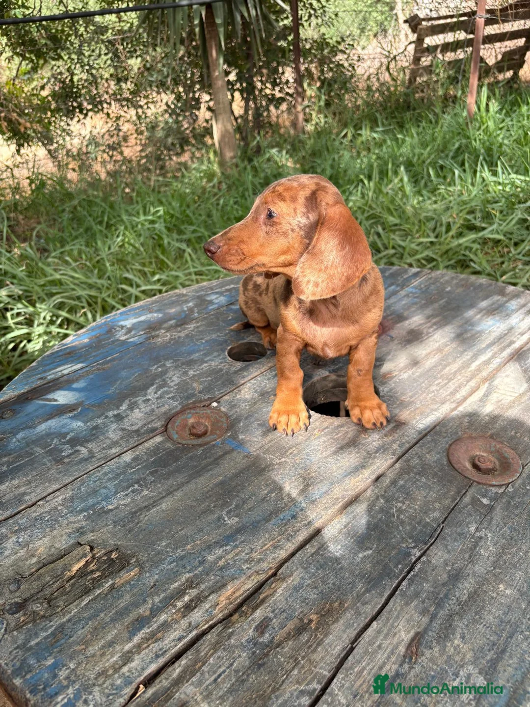 Teckel Miniatura perros en venta: Disponible Teckels de Calidad  - Anuncio 1
