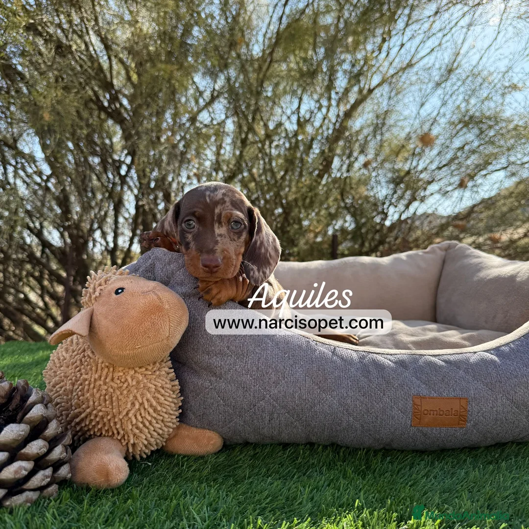 Teckel Miniatura perros en venta: CRIADERO TECKEL ARLEQUIN CHOCOLATE  - Anuncio 7