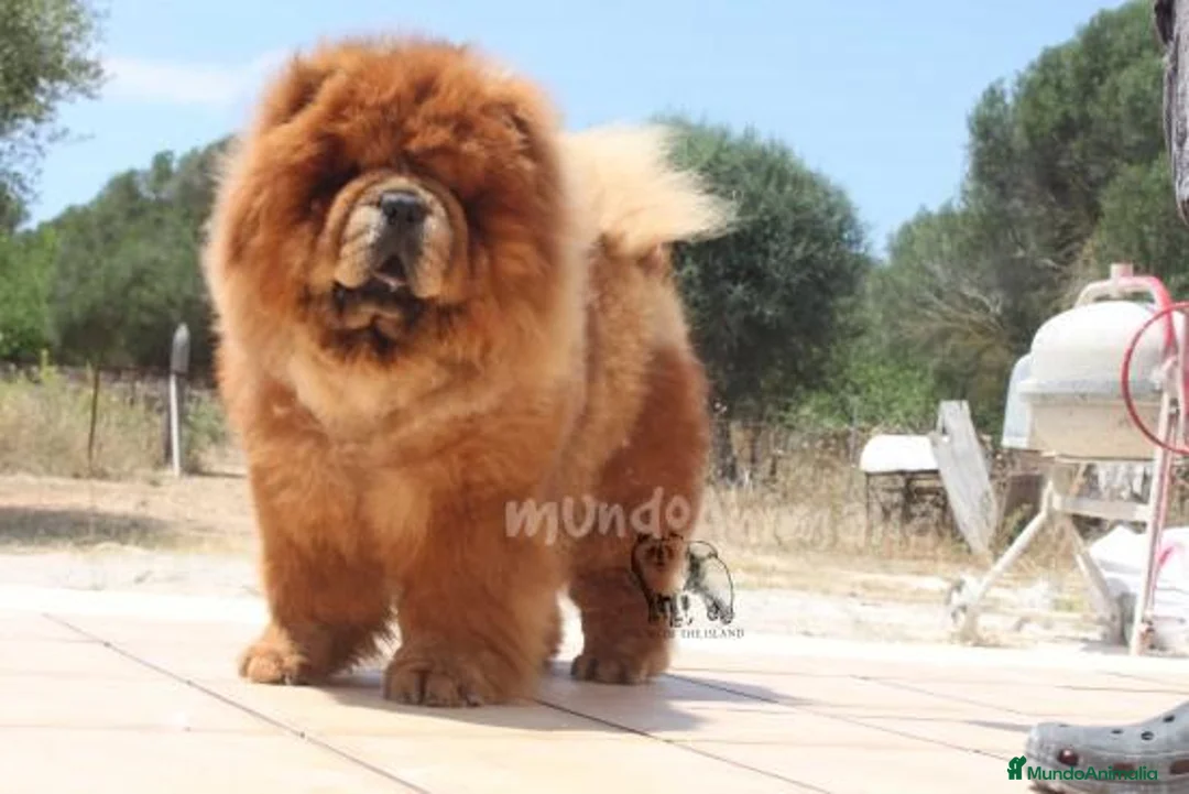 Imagen de galería {{count}}